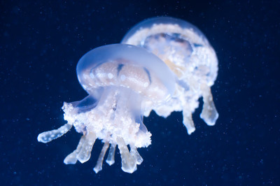 水母