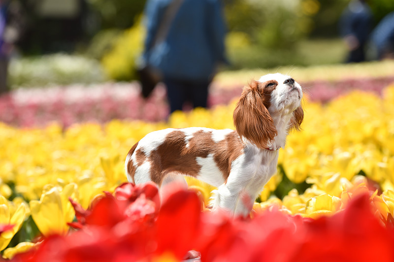 骑士国王查尔斯猎犬在花园里