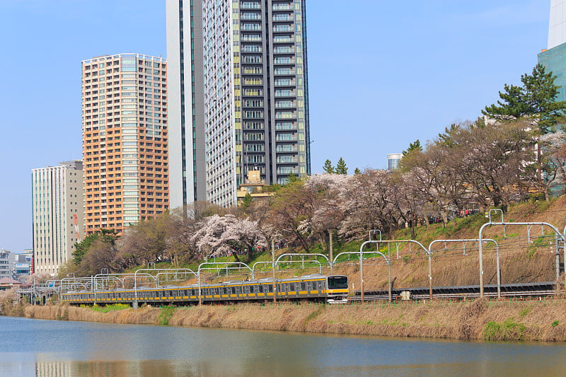 日本东京的樱花