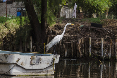 白鹭在Xochimilco的渠道