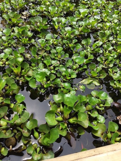 池塘里的水葫芦
