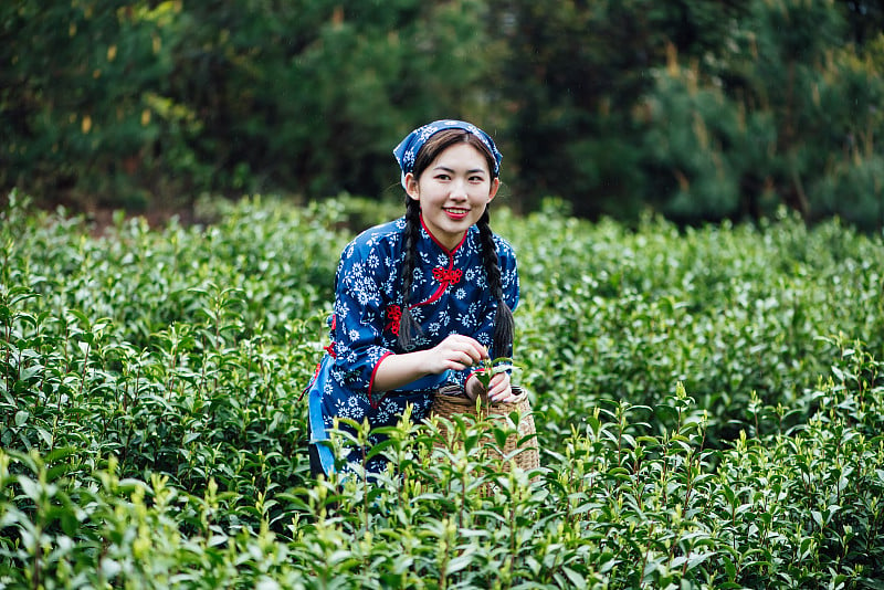 一位年轻的亚洲妇女正在茶园里采茶