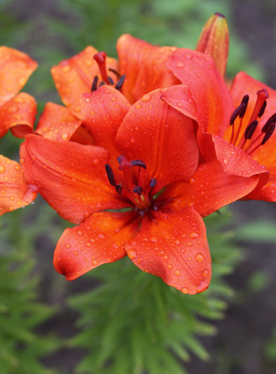 百合花，百合花的雨滴特写