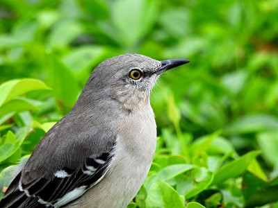北方嘲鸟(Mimus polyglottos)肖像