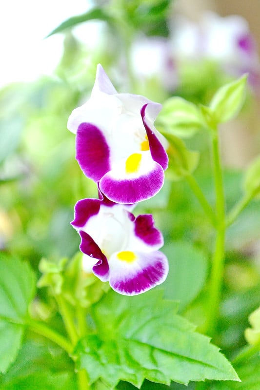 Torenia、叉骨花