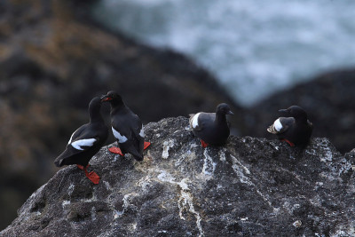 鸽子Guillemot，美国俄勒冈海岸