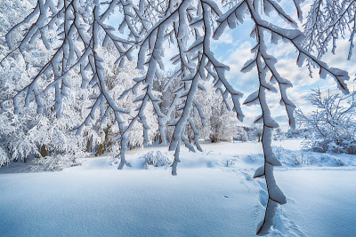 冬天。美妙的冬天的风景。树被雪覆盖着。到处都是白色的。寒冷的天气。乌鲁达格，布尔萨，土耳其伊斯坦布尔