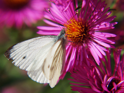 小白(Pieris rapae)，雄性