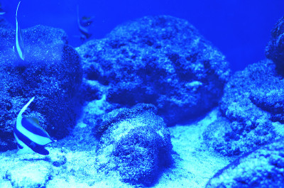海石上长满了苔藓