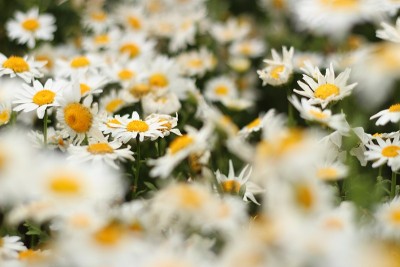 雏菊