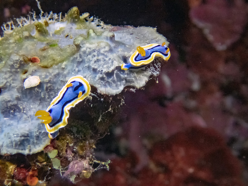 Anna's Chromodoris (Chromodoris annae)