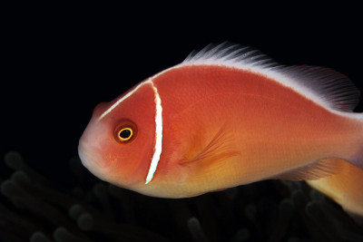 粉红Anemonefish