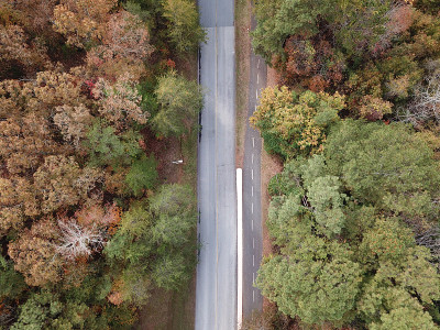 树木之间的道路