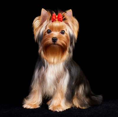 黑色的约克郡犬