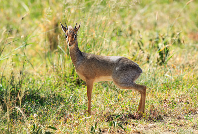 柯克是dik-dik