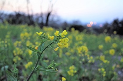 油菜田，夕阳下的油菜花