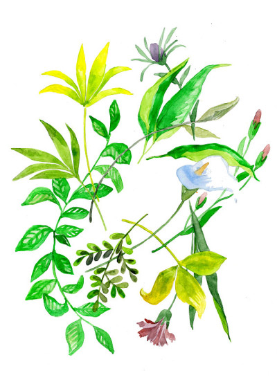 绿色植物和草本植物的植物学说明