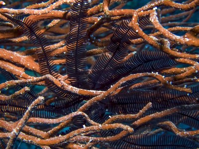 红海中的羽星(海百合科)