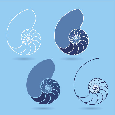 鹦鹉螺贝壳