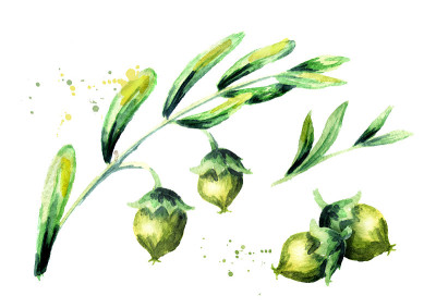 绿枝荷荷巴和坚果。水彩手绘插图