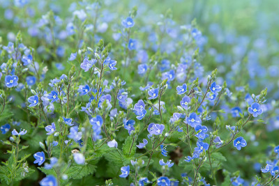 春天的蓝色维罗妮卡花(德国，Speedwell)
