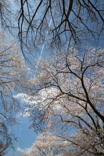 吉野山的樱花