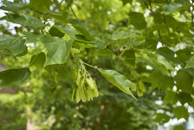 Acer buergerianum收起来了