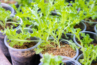 泰国有机绿色生菜蔬菜种植在花园农场的农业概念。