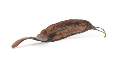 相思果孤立在白色背景上。Gleditsia triacanthos。
