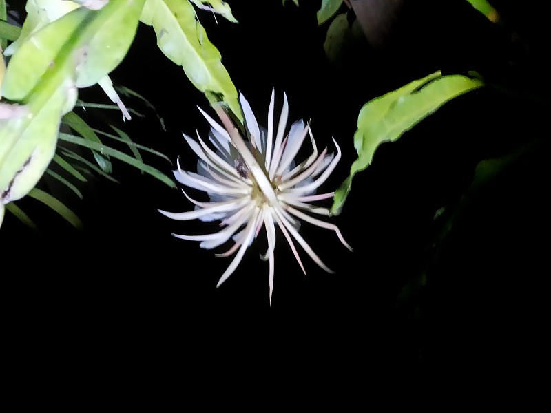 美丽的夜花女郎(昙花)