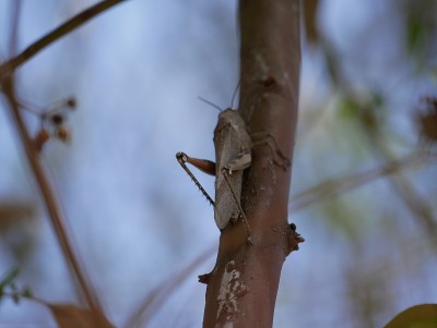Macrophotograph of a large grey migratory locust L
