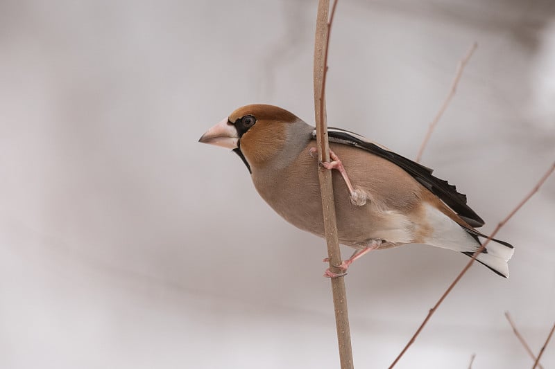 蜡嘴雀Coccothraustes Coccothraustes。一只鸟在冬天的森林里