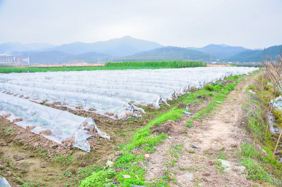 农用聚乙烯塑料在温室中新种植的苦瓜。