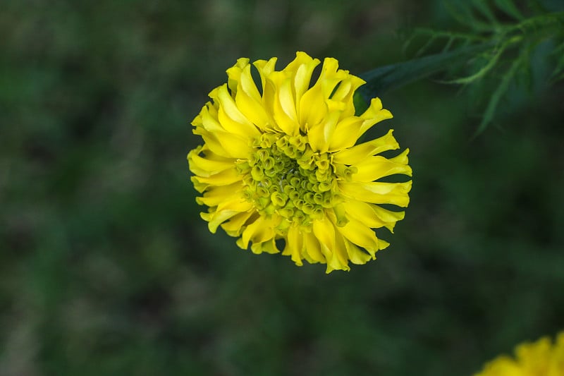 花园里的非洲万寿菊