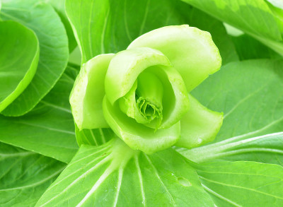 小白菜(白菜)