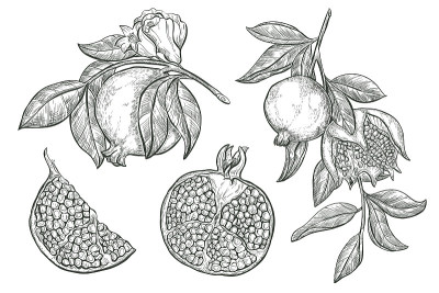 石榴水果矢量素描插图。石榴树枝头上挂着果花，孤立镌刻着标志。