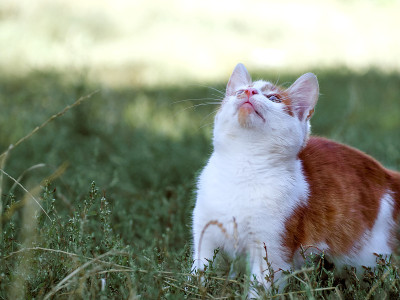 草丛里的小猫。