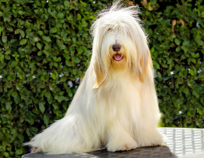 古代长须牧羊犬