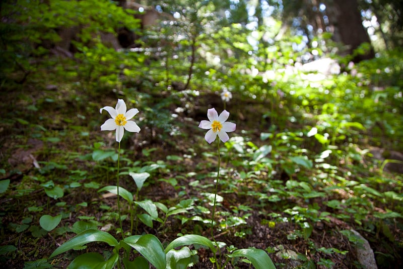 雷尼尔山，莫威奇湖和浪花瀑布