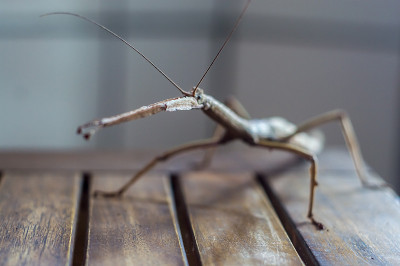 雌虫粘在木凳上，Phasmatidae