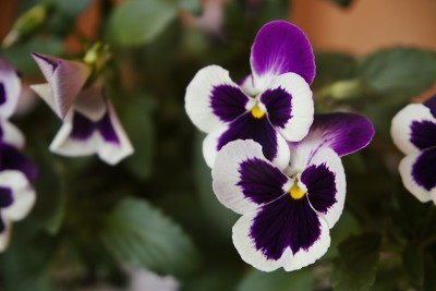 五彩缤纷的鲜花。
