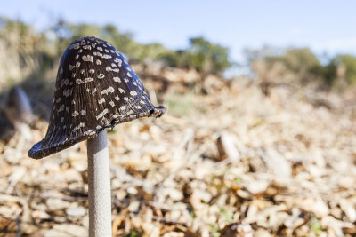 在埃斯特雷马杜拉的dehesa森林中，巨大的picacea Coprinopsis picacea生