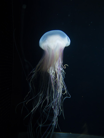 水母