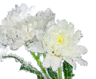 一束叶子上有水滴的花