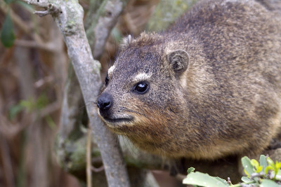 裙子Dassie