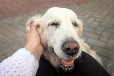 一个快乐的拉布拉多猎犬的头被它的主人抓耳后的特写。