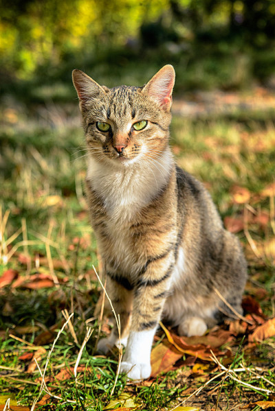 来自顿涅茨克收容所的猫