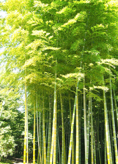竹树