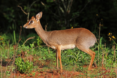 柯克是Dikdik