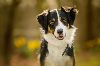 黑白边境牧羊犬